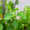 Gymnema Sylvestre