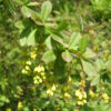 Indian Barberry Sumbal