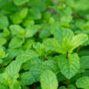 Mint Mentha