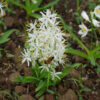 Musli Chlorophytum Borivilianum