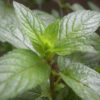 Pfefferminze Naturl Peppermint