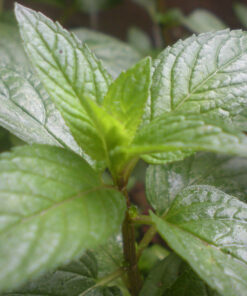 Pfefferminze Naturl Peppermint