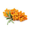 Sea Buckthorn Hippophage