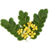 Senna Botanical Name ( Cassia Angustifolia)