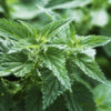 Stinging Nettle