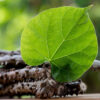 Tinospora Cordifolia