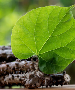 Tinospora Cordifolia
