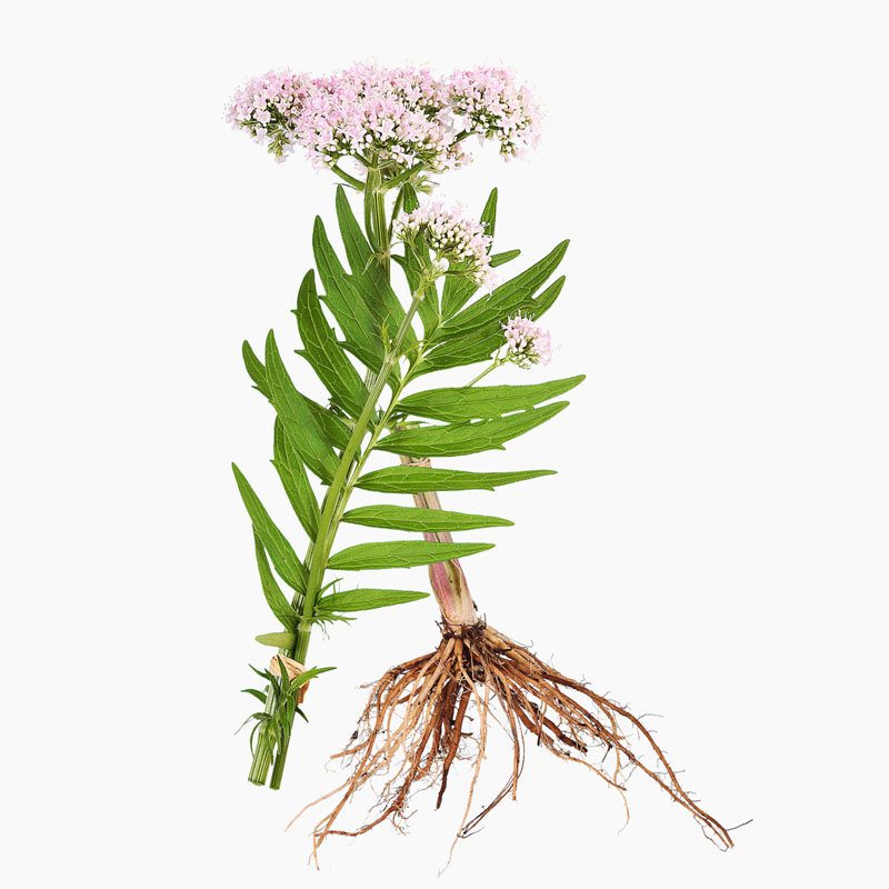 Valerian Root Valerian Root Exporter, Manufacturer, Supplier in Delhi