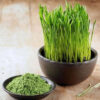 Wheatgrass in India