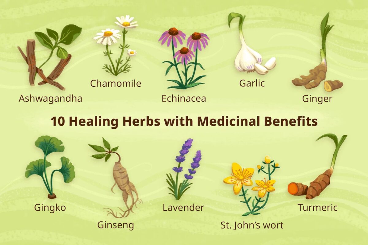 The Power of Herbal Remedies